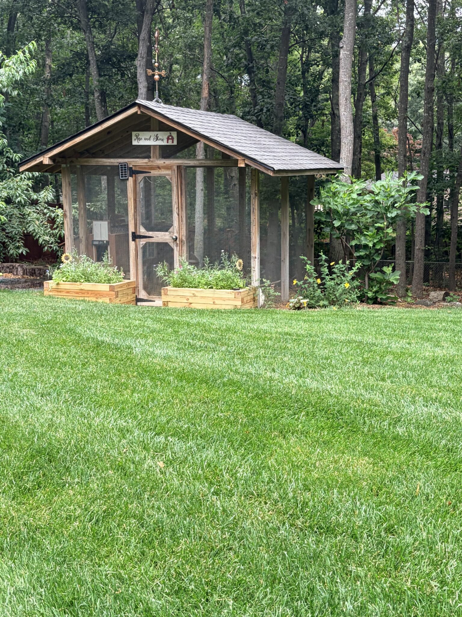 Chicken Coop surrounded by raised wooden garden bed and fig tree