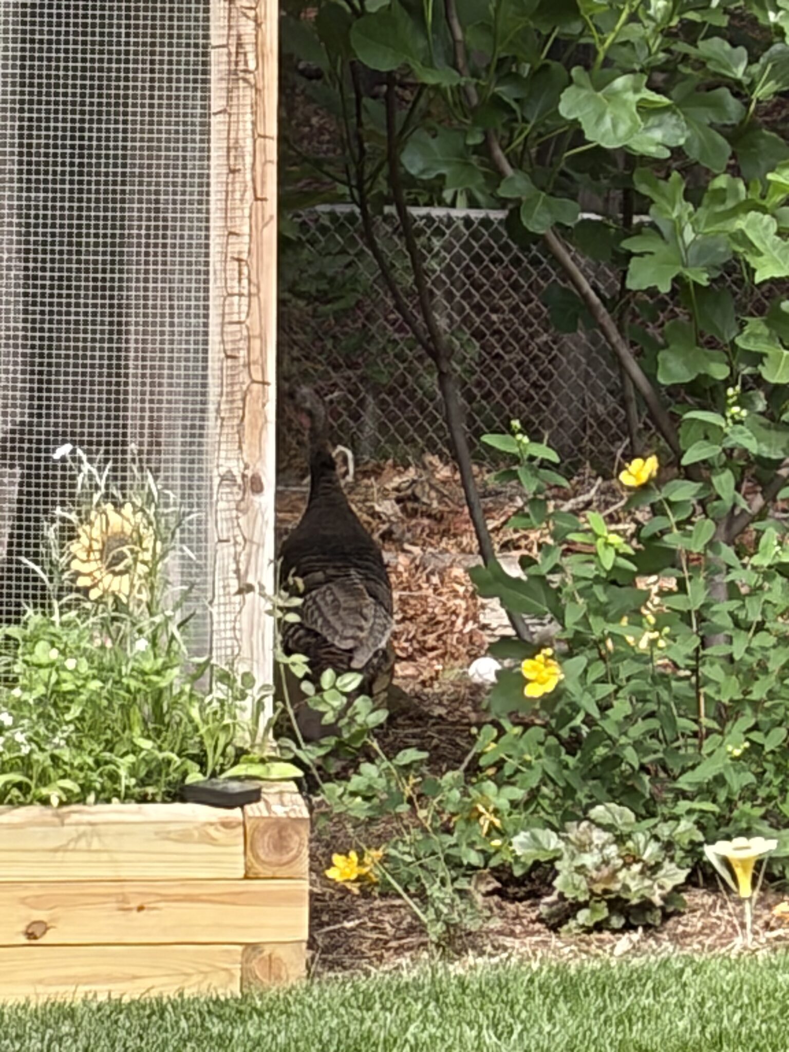 A wild turkey standing outside a wooden chicken coop next to a raised garden bed