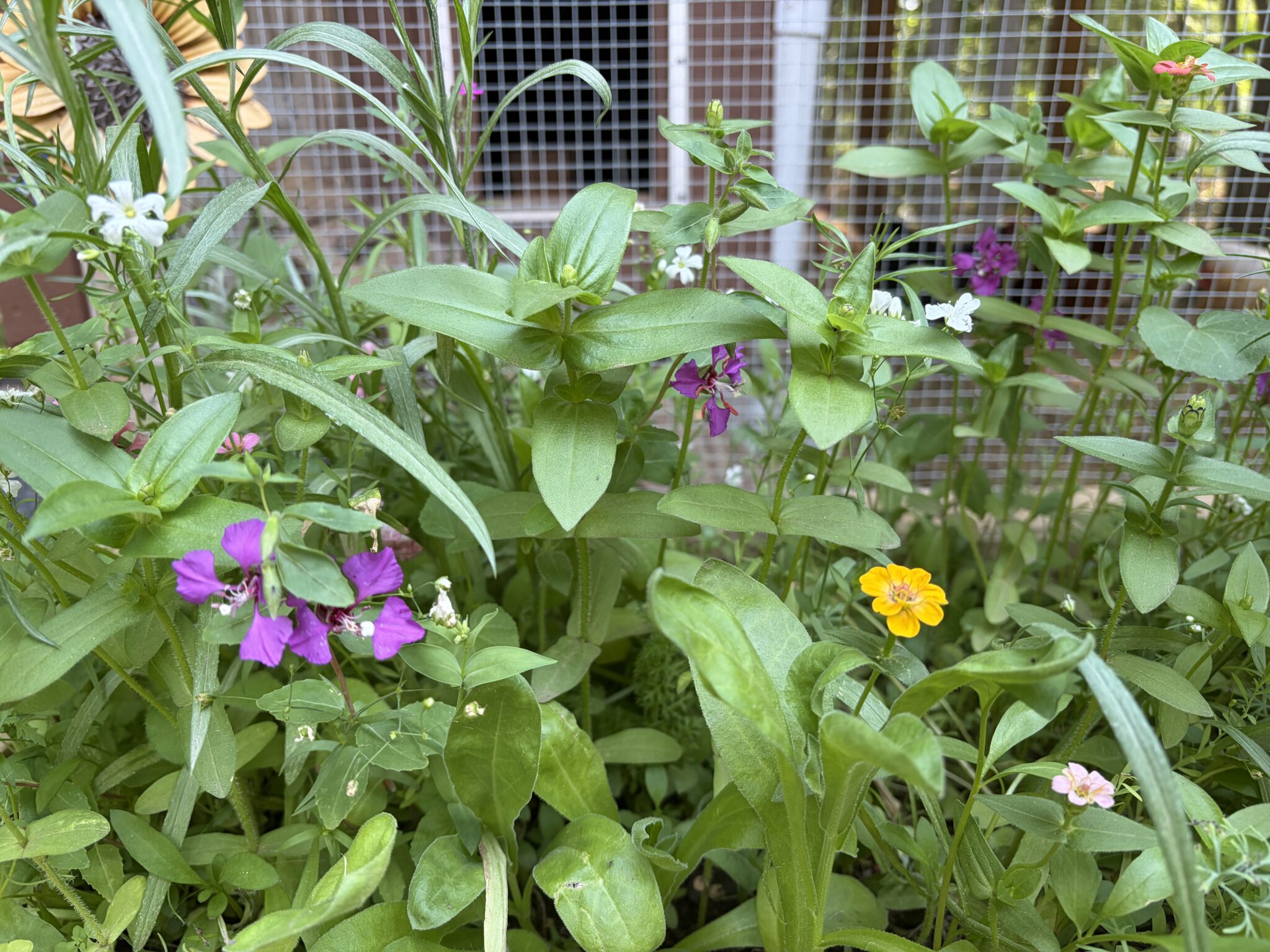Wild flowers growing in raised wooden garden bed near the chicken coop