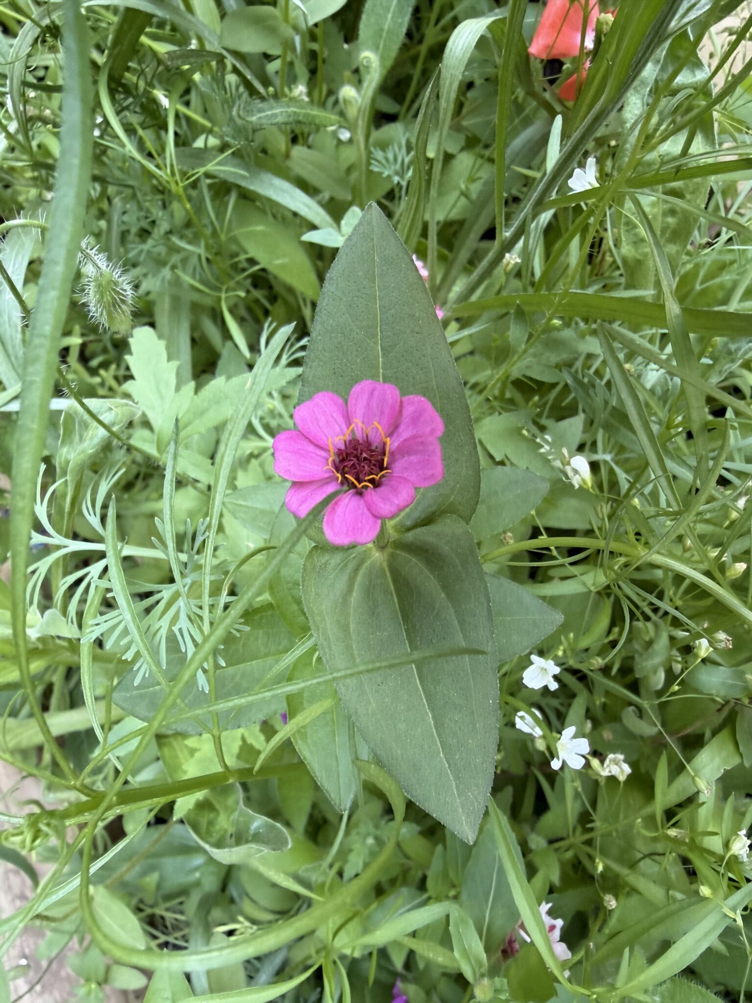 Violet flower growing in raised wooden garden bed near chicken coop